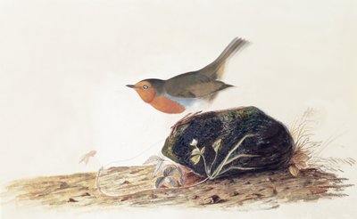 Ein Rotkehlchen auf einem moosigen Stein von John James Audubon